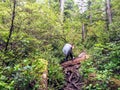 A young female hiker making her way through the forests of Vancouver island on the famous West Coast Trail hike