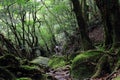 Young female hiker walking surrounded by ancient cedar trees in Shiratani Unsuikyo Ravinepark.