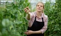 Young female horticulturist picking harvest of soybeans to basket