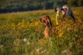Young female hunter using binoculars for bird spotting with hungarian vizsla dog by her side, out in a meadow on a sunny evening. Royalty Free Stock Photo