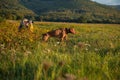 Young female hunter using binoculars for bird spotting with hungarian vizsla dog by her side, out in a meadow on a sunny evening. Royalty Free Stock Photo