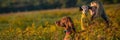 Young female hunter using binoculars for bird spotting with hungarian vizsla dog by her side, out in a meadow. Royalty Free Stock Photo