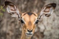 Young female Impala starring at the camera.