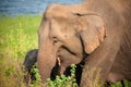 Young female Indian Elephant Elephas maximus indicus with calf in natural habitat. Closeup  of Mother and baby, feeding in long Royalty Free Stock Photo