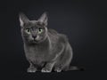 Young female Korat cat on black background Royalty Free Stock Photo