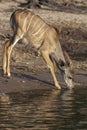 Young female Kudu antelope drinking Royalty Free Stock Photo