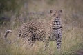 Young female leopard in long grass