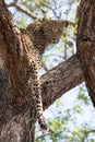 A young female leopard looking back from within a knobthron tree