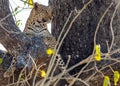 Leopard in a tree while waiting to go hunt Royalty Free Stock Photo