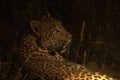 A young female leopard resting in the grass at night. Royalty Free Stock Photo