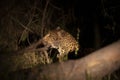 A young female leopard resting in the grass at night. Royalty Free Stock Photo