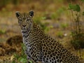 Young female leopardess in all her glory