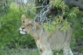 A young female lion rubbing her face on a tree branch