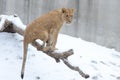 Young lion in the snow4 Royalty Free Stock Photo