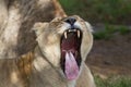 Young female lioness Panthera leo yawns very widely