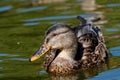 Young Female Mallard duck, mallard, eurasian wild duck, Anas platyrhynchos Royalty Free Stock Photo