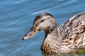 Young Female Mallard duck, mallard, eurasian wild duck, Anas platyrhynchos