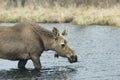 Young female moose