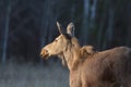 Young female moose on Hecla Island in Manitoba Royalty Free Stock Photo