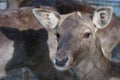 Young female mule deer Royalty Free Stock Photo