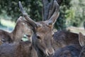 Young female mule deer Royalty Free Stock Photo