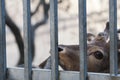 Young female mule deer Royalty Free Stock Photo