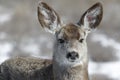 Curious young female mule deer finds food during winter in Colorado Royalty Free Stock Photo