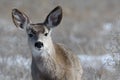 Young female mule deer in winter Royalty Free Stock Photo