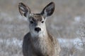 Young female mule deer in winter Royalty Free Stock Photo