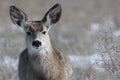 Young female mule deer in winter Royalty Free Stock Photo