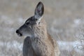 Young female mule deer in winter Royalty Free Stock Photo