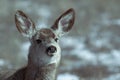 Young female mule deer in winter Royalty Free Stock Photo