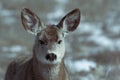 Young female mule deer in winter Royalty Free Stock Photo