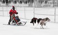 Young Female Musher and Her Dog Team Royalty Free Stock Photo