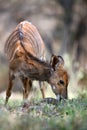 The young female nyala Tragelaphus angasii, also call inyala grazing in a fresh grass with ticks in the ears with brown