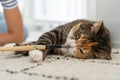 Young female owner plays with her beloved fluffy pet at home and enjoy positive emotions