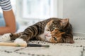 Young female owner plays with her beloved fluffy pet at home and enjoy positive emotions