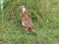 Young female pheasant on the edge of the meadow