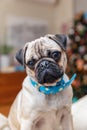 Young female Pug dog sitting at home turning head wearing blue necklace Royalty Free Stock Photo