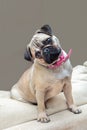 Young female Pug dog sitting at home turning head wearing pink necklace Royalty Free Stock Photo