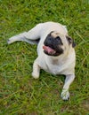 Young female Pug on grass