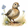 Quaint Quail: A Beatrix Potter Inspired Illustration Of A Young Female Quail Royalty Free Stock Photo