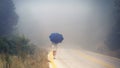 Young female in a raincoat and umbrella on the road in the fog. Travel of women in the raincoat hitchhiking in the rain Royalty Free Stock Photo