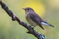 Young female Red-breasted flycatcher ficedula parva full body graceful posing on small branch with clean background Royalty Free Stock Photo