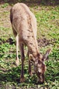 A young female red deer maral eats fresh grass in early spring. A beautiful animal in the wild