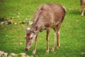 A young female red deer maral eats fresh grass in early spring. A beautiful animal in the wild