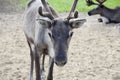 Young female reindeer Royalty Free Stock Photo