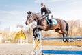 Young female rider on bay horse jump over hurdle Royalty Free Stock Photo