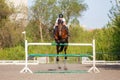 Young female rider jumping over obstacle on her show jumping competition Royalty Free Stock Photo