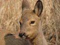 Young female roe deer in the forest. Royalty Free Stock Photo